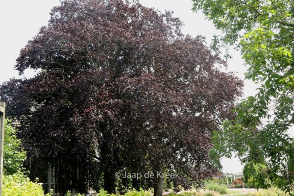 Fagus sylvatica purpurea