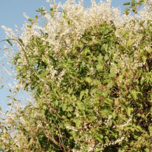 Fallopia aubertii