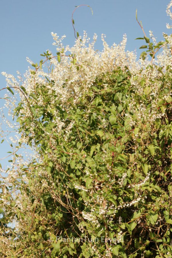 Fallopia aubertii