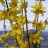 Forsythia intermedia 'Weekend'