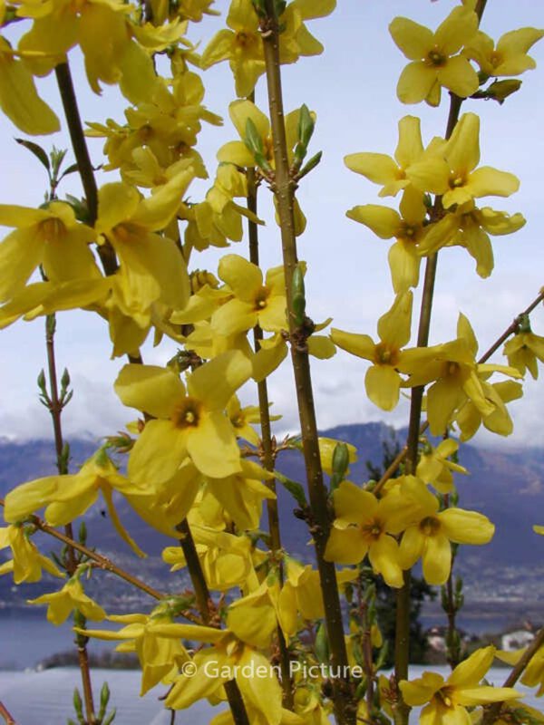 Forsythia intermedia 'Weekend'