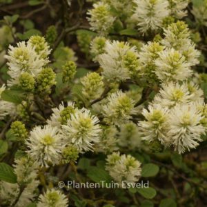 Fothergilla monticola