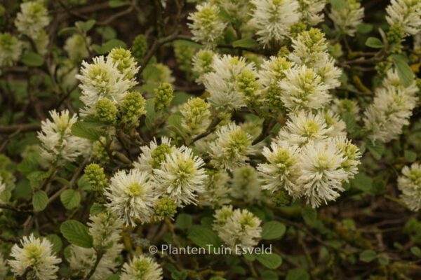 Fothergilla monticola