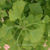 Ginkgo biloba 'Fastigiata Blagon'