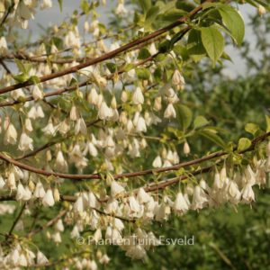 Halesia parviflora