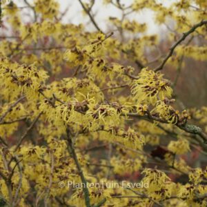 Hamamelis mollis 'Pallida'