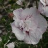 Hibiscus syriacus 'China Chiffon'