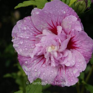 Hibiscus syriacus 'Lavender Chiffon'