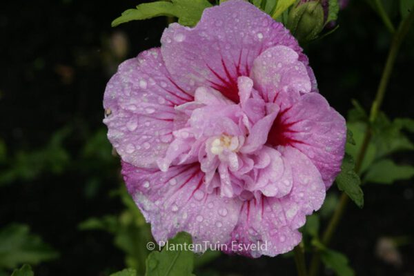 Hibiscus syriacus 'Lavender Chiffon'