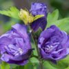 Hibiscus syriacus 'Blue Chiffon'