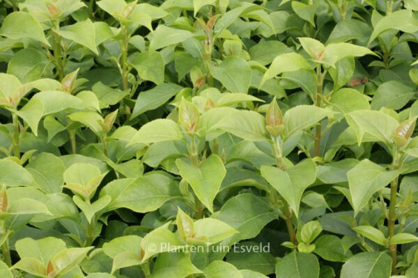 Hydrangea 'Semiola'