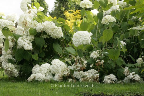 Hydrangea arborescens 'Strong Annabelle'