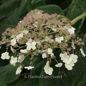 Hydrangea sargentiana