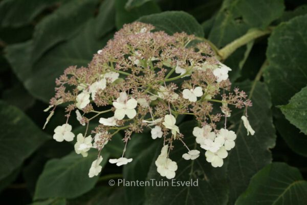 Hydrangea sargentiana