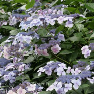 Hydrangea macrophylla 'Aduarda'