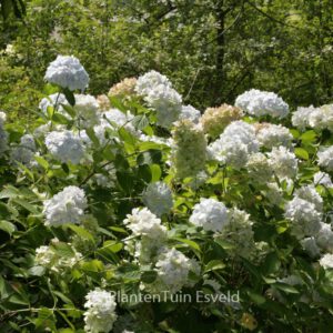 Hydrangea macrophylla 'Jumbo'