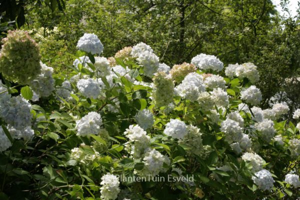 Hydrangea macrophylla 'Jumbo'