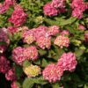 Hydrangea macrophylla 'Winning Edge'