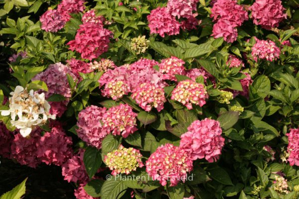 Hydrangea macrophylla 'Winning Edge'