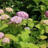 Hydrangea macrophylla 'Bailmer'