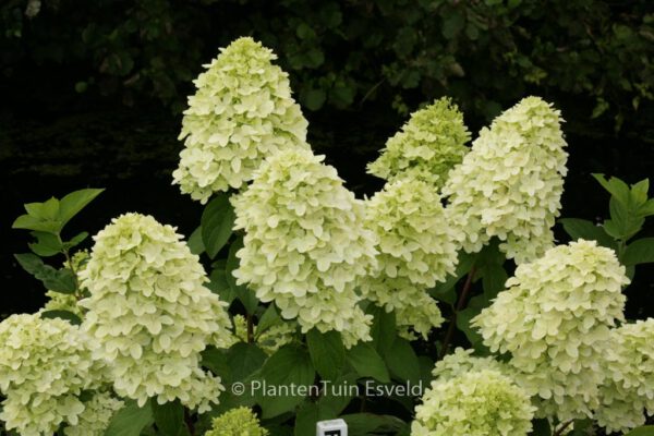 Hydrangea paniculata 'Magical Candle'