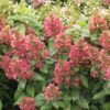 Hydrangea paniculata 'Magical Flame'