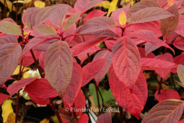 Hydrangea paniculata 'Early Sensation'