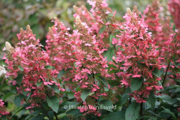 Hydrangea paniculata 'Pinky Winky'