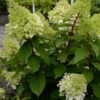 Hydrangea paniculata 'Magical Mont Blanc