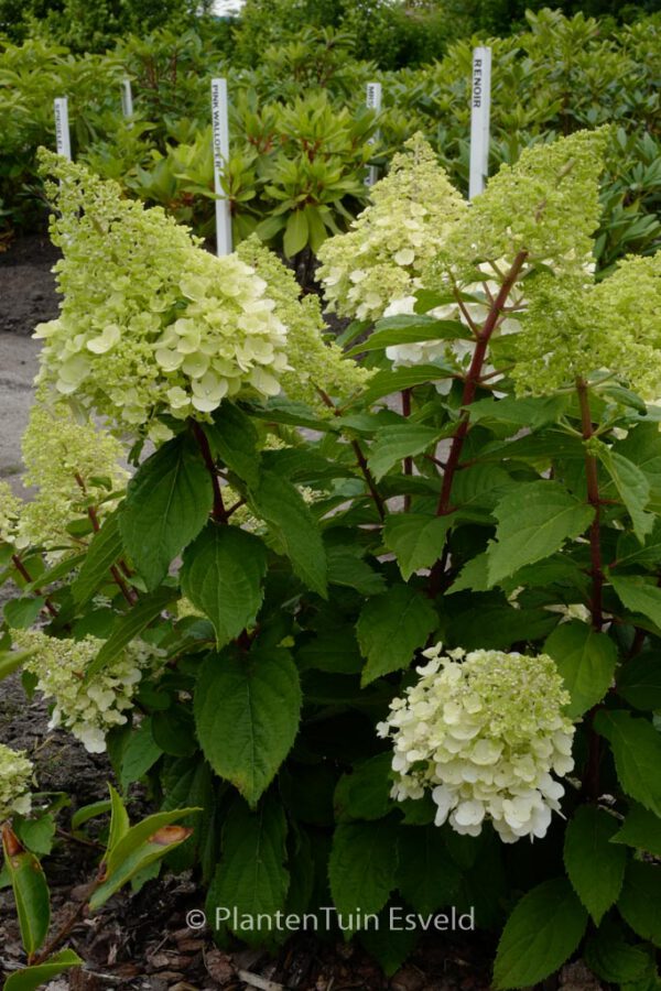 Hydrangea paniculata 'Magical Mont Blanc