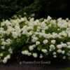 Hydrangea paniculata 'Zwijnenburg'