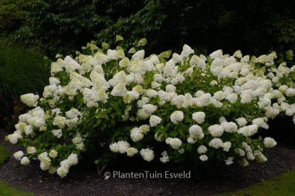 Hydrangea paniculata 'Zwijnenburg'