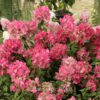 Hydrangea paniculata 'Diamond Rose'