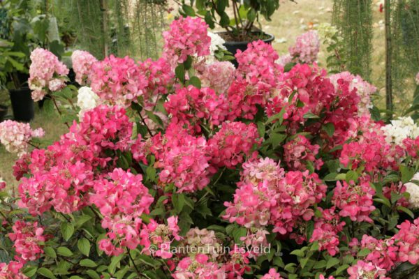 Hydrangea paniculata 'Diamond Rose'