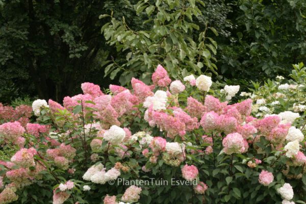 Hydrangea paniculata 'Vanille Fraise'