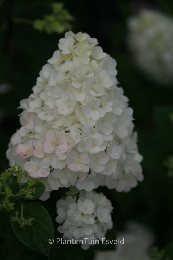 Hydrangea paniculata 'Sunday Fraise'