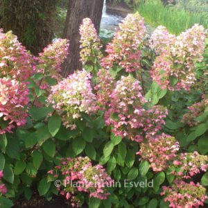 Hydrangea paniculata 'Angels Blush'