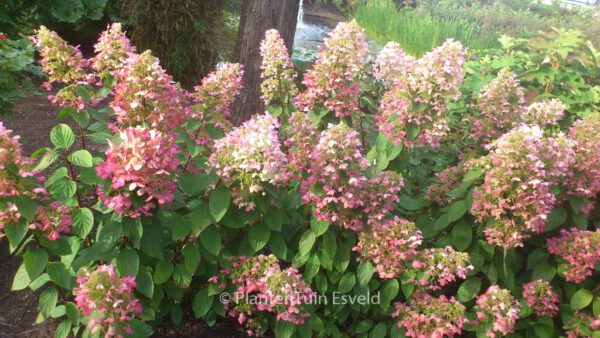 Hydrangea paniculata 'Angels Blush'