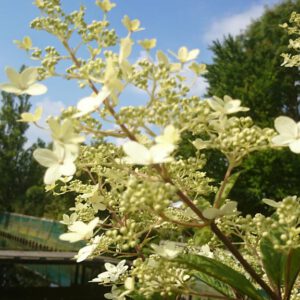 Hydrangea paniculata 'Crug Farm'