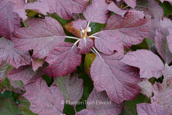 Hydrangea macrophylla 'Snowflake'