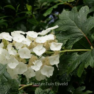 Hydrangea quercifolia 'Snow Queen'