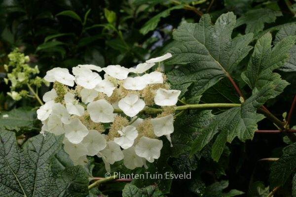 Hydrangea quercifolia 'Snow Queen'