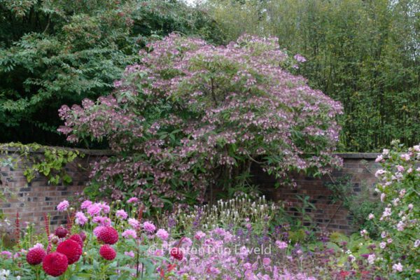 Hydrangea aspera villosa