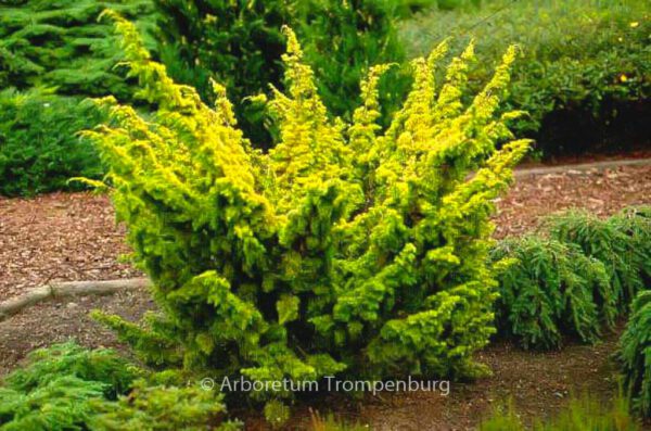 Juniperus media 'Plumosa Aurea'