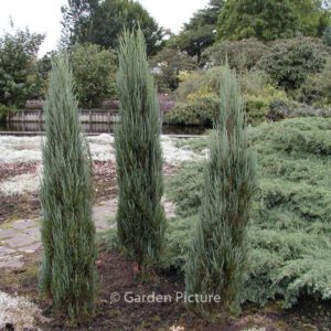 Juniperus virginiana 'Blue Arrow'