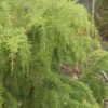 Dacrydium franklinii