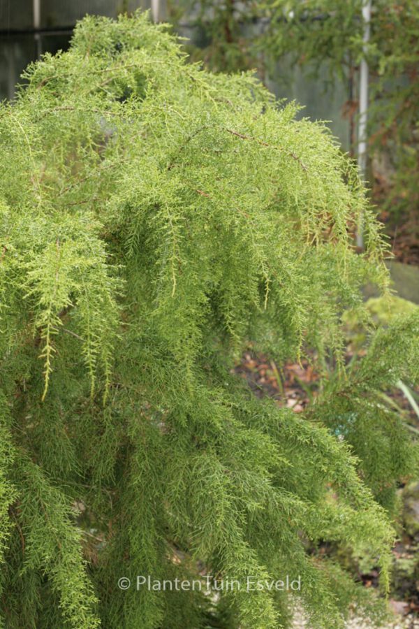 Dacrydium franklinii