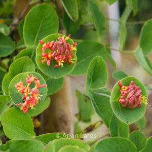 Lonicera periclymenum 'Firecracker'