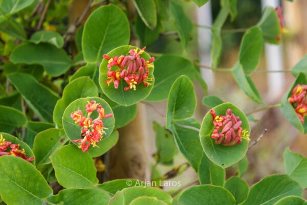 Lonicera periclymenum 'Firecracker'