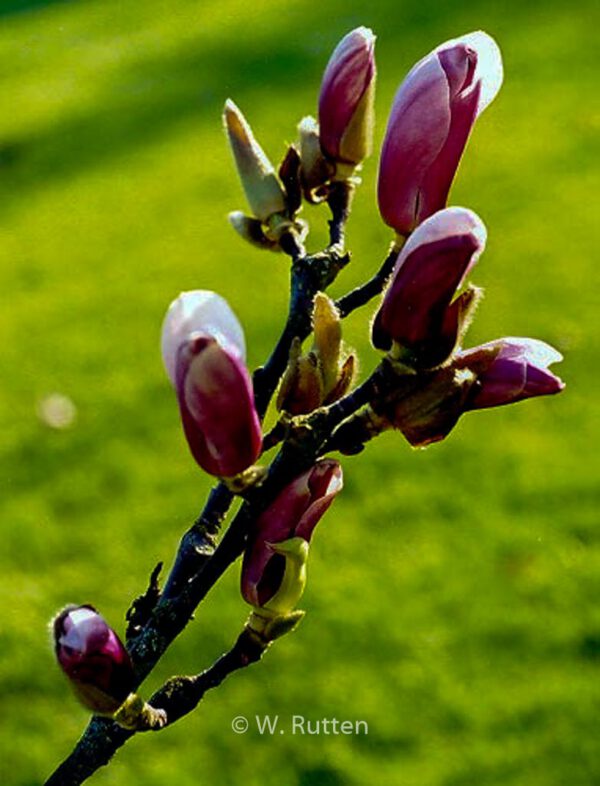 Magnolia 'Chameleon'